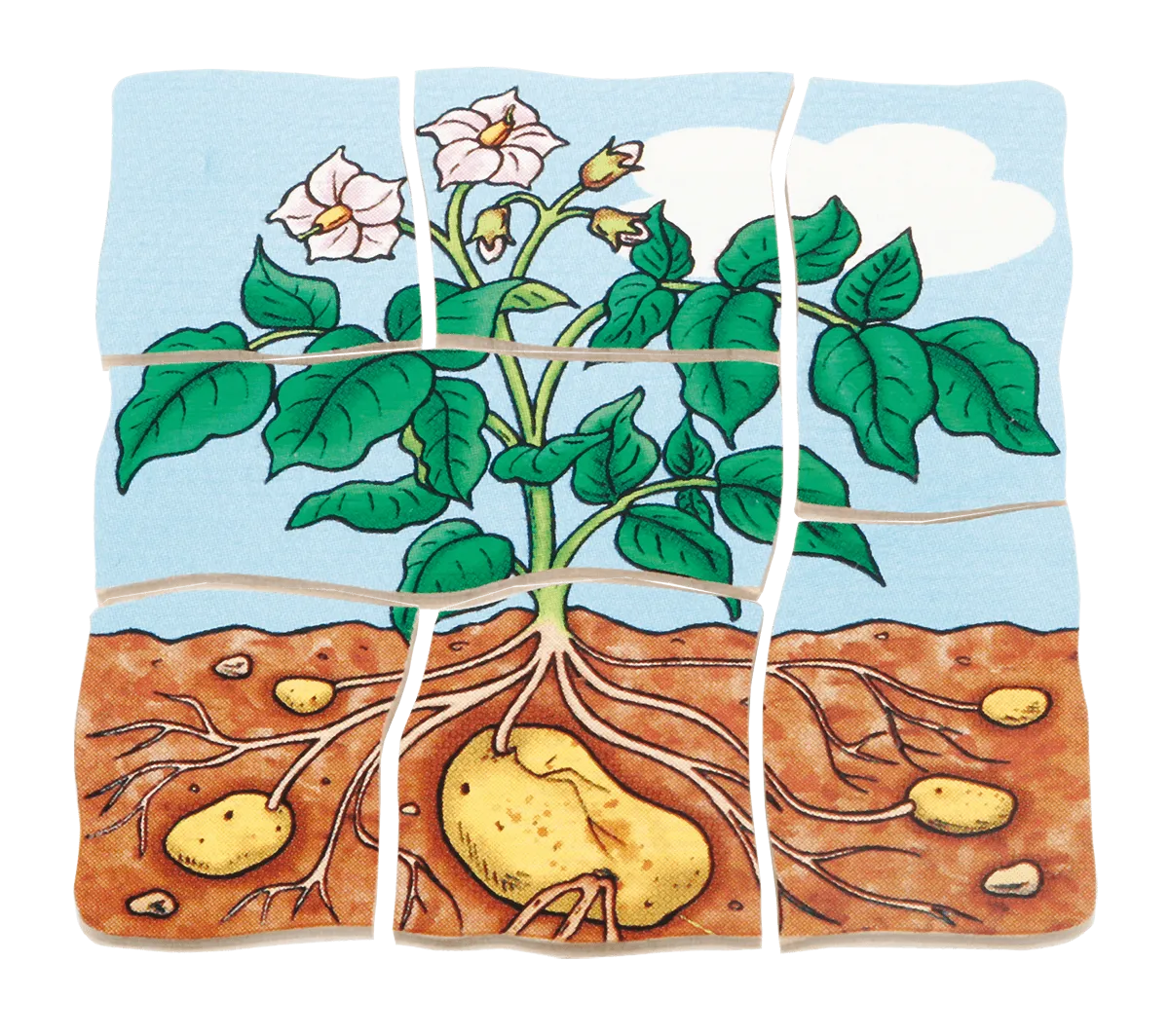 Beleduc Layer-Puzzle Potato 土豆生長多層情景找找看拼圖